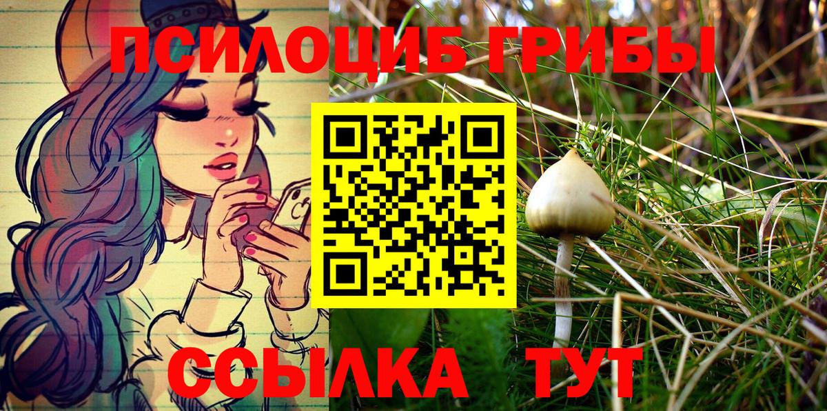Галлюциногенные грибы Psilocybe Камень-на-Оби